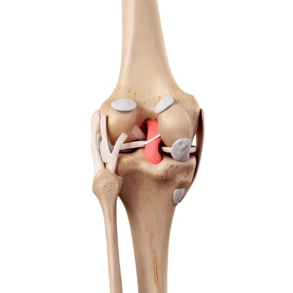 Ligamento Cruzado Posterior